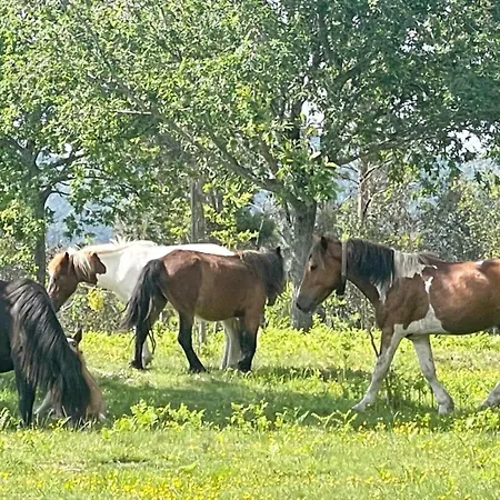 Ideal Relax - Totalmente Equipado - Jardin - Parking 別荘 ヴィーゴ