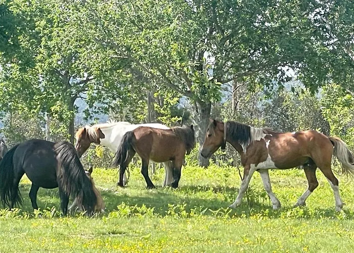 Ideal Para Relax - Jardin - Free Parking - Wifi Tatil Evi Vigo